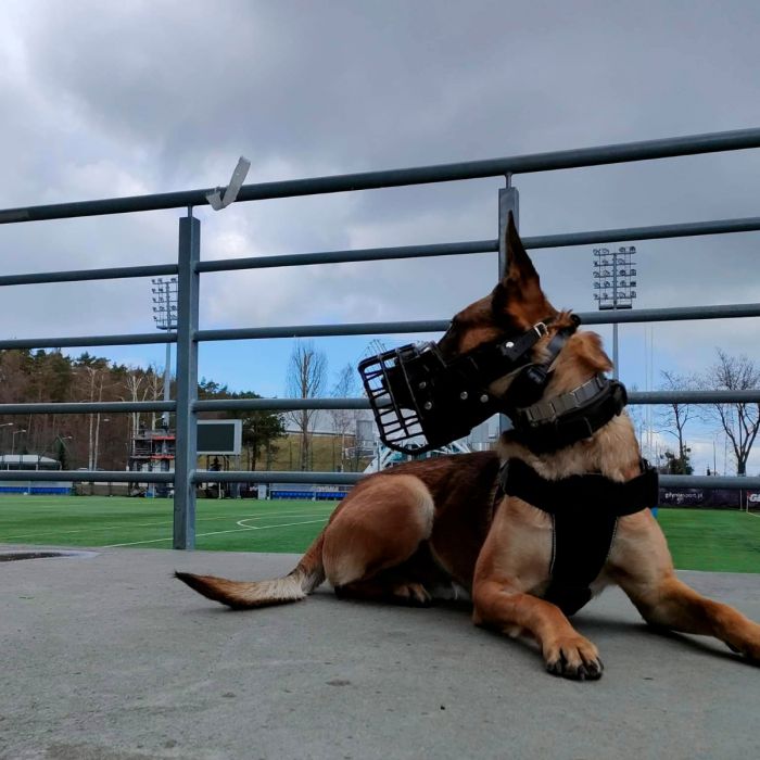 Dingo Gear Bozal fisiológico K9 para Malinois