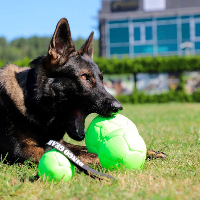 Dingo Gear Pelota inflable de ecopiel
