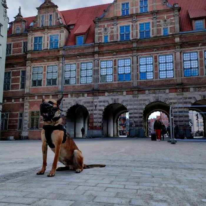 Dingo Gear Bozal fisiológico K9 para Malinois
