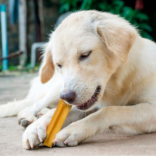 Refuerzo positivo: la clave para educar a tu perro con amor