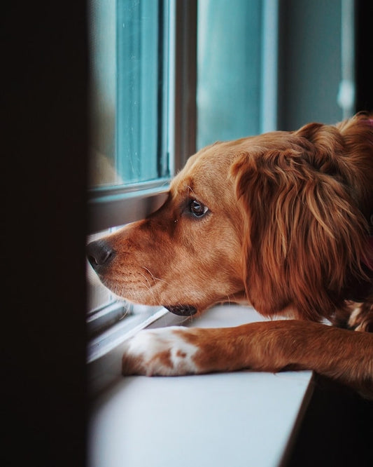 Ansiedad por separación en perros: causas, síntomas y cómo ayudar a tu mascota