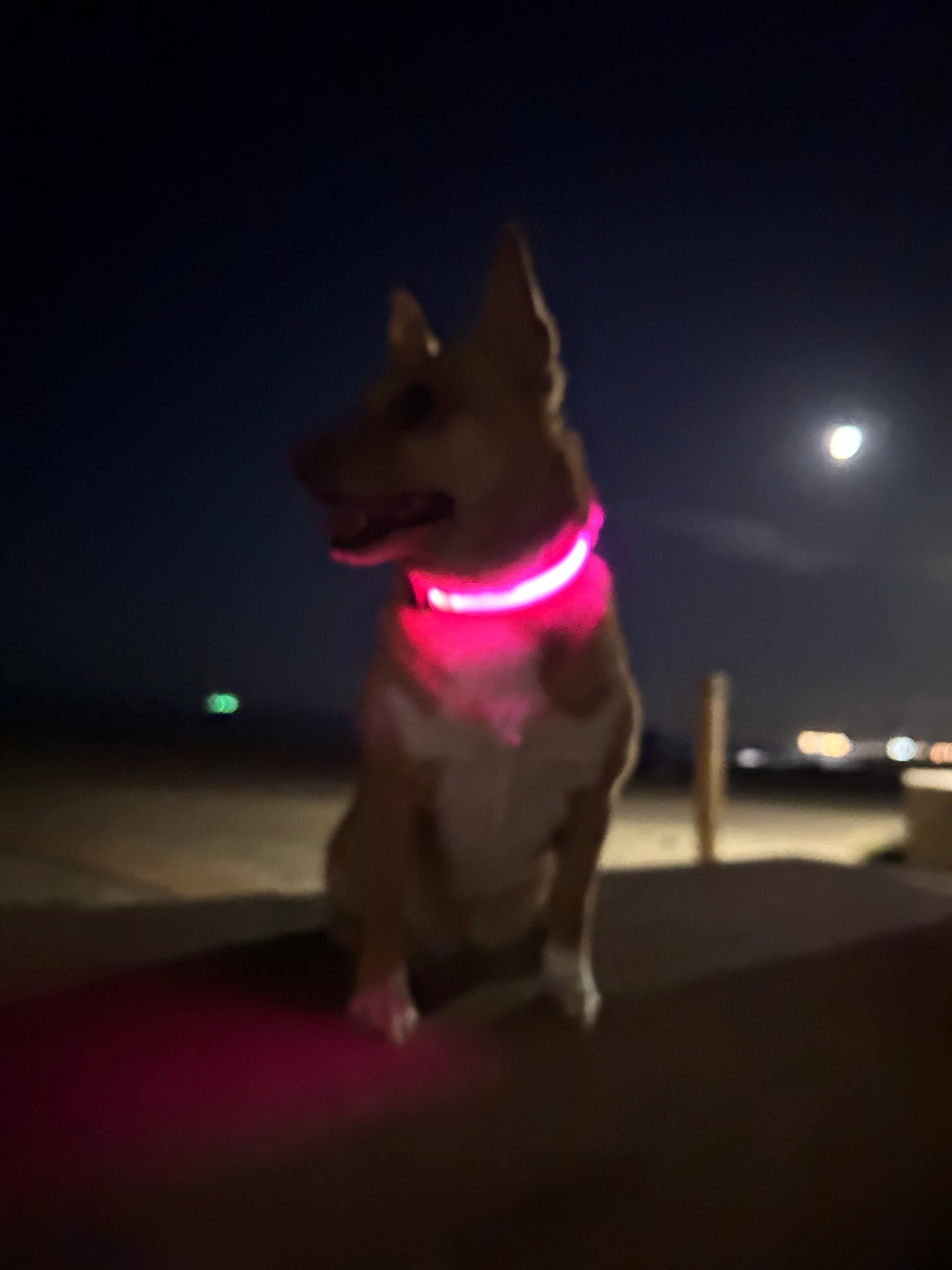 LED Glow in the Dark / Light Up Dog Collar - Pink-2