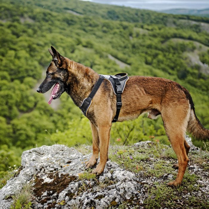 Julius-K9 Arnés IDC Longwalk negro